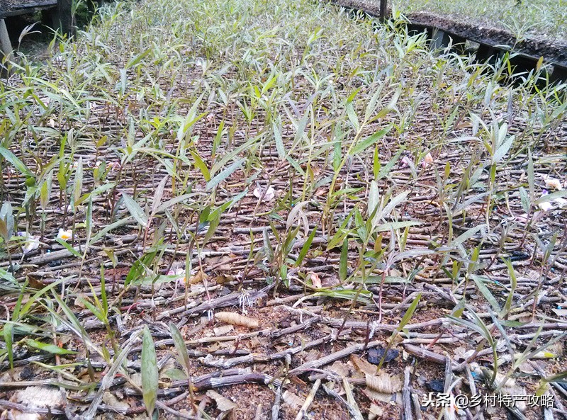云南特产鲜花饼普洱茶,云南普洱茶民俗特色有哪些