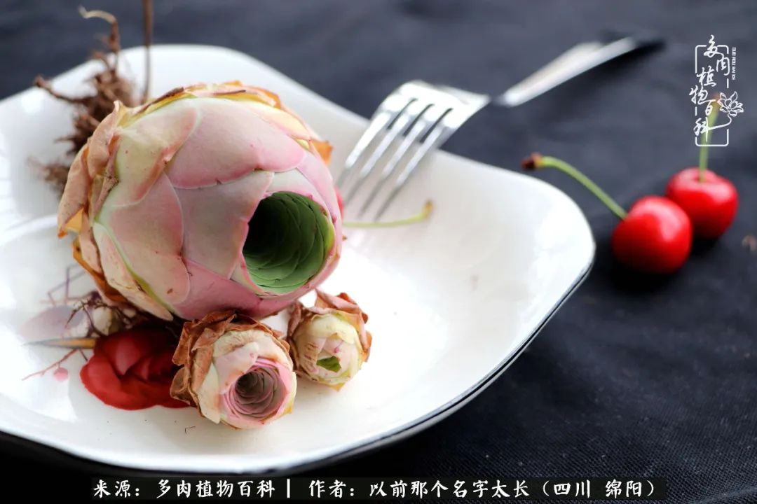 山地玫瑰夏天,山地玫瑰花怎么玩