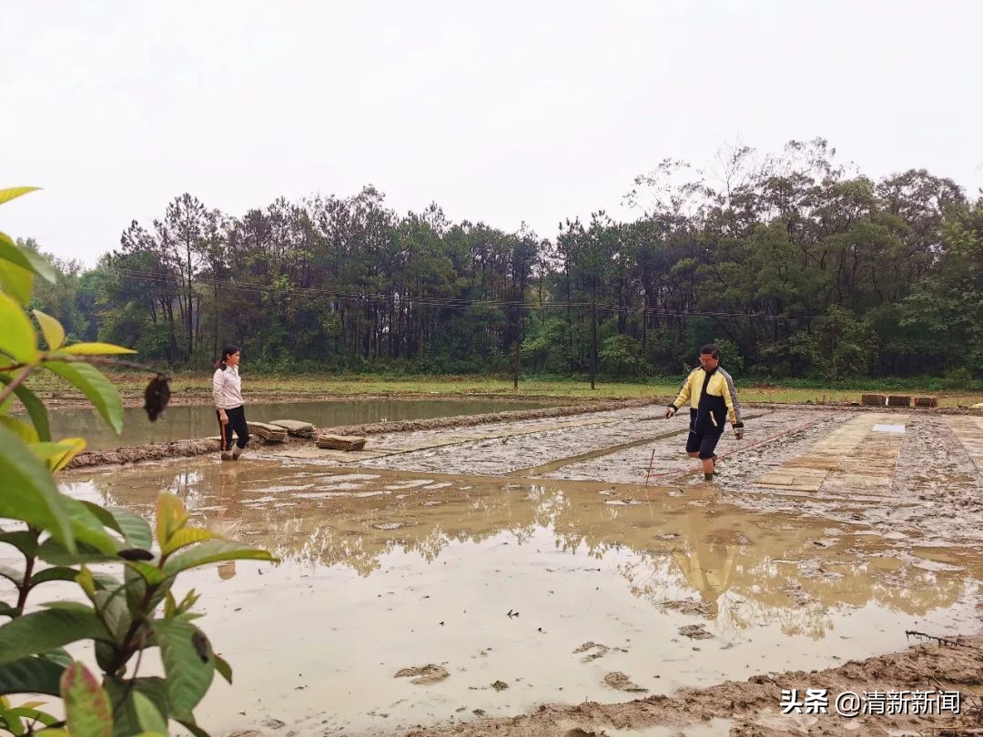 驻村工作队帮村销售散养鸡,驻村干部帮助村民销售农产品