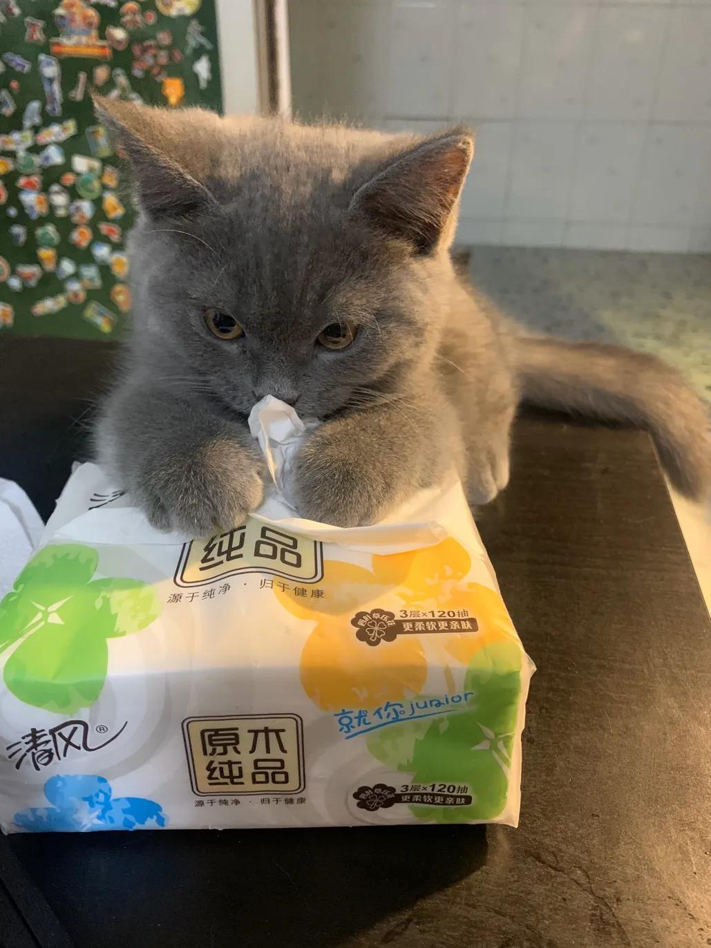 送给新手养猫的20条攻略！干货！（附猫粮推荐和15条养猫小知识）