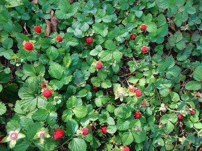 各个属相的幸运植物,十二属相的吉祥植物是什么