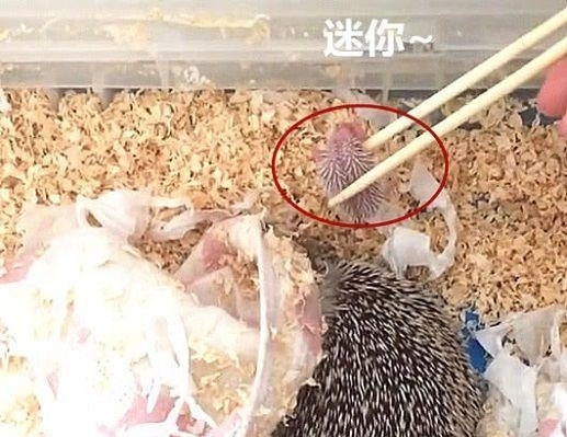 刺猬一动不动喘着气是什么原因,刺猬一动不动像是死了