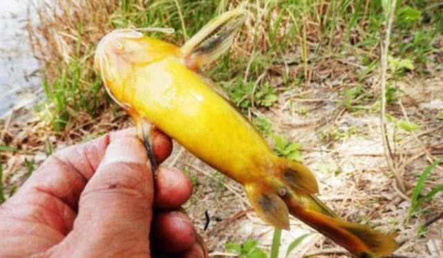 钓鱼人钓的是什么,钓鱼人就是这样收获满满