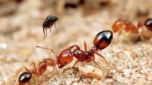 漳州人当心！这种虫子又出来惹事！有人被咬后痛苦万分，甚至昏迷