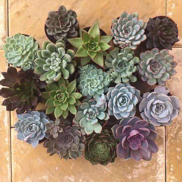 100种适合室内养的植物盆栽,10种适合室内摆放的花卉盆栽推荐