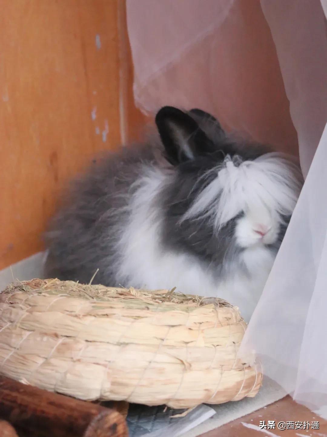 西安撸兔店,西安撸兔体验馆团购