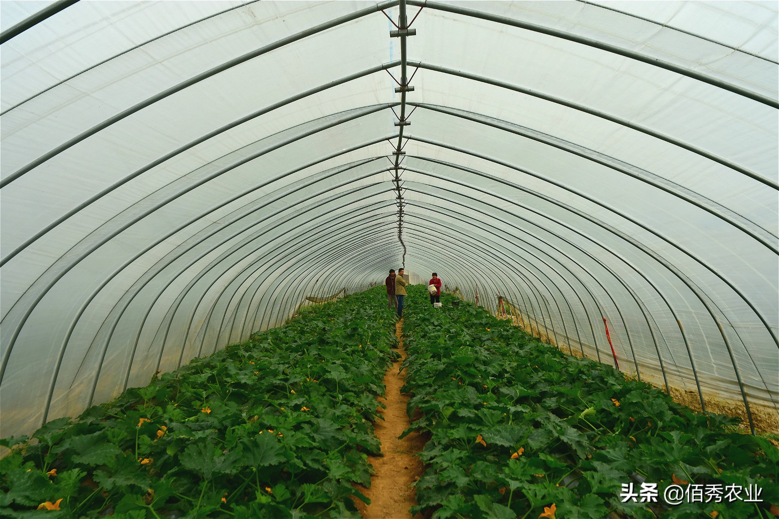农村经济作物种植的前景,蔬菜种植前景及风险