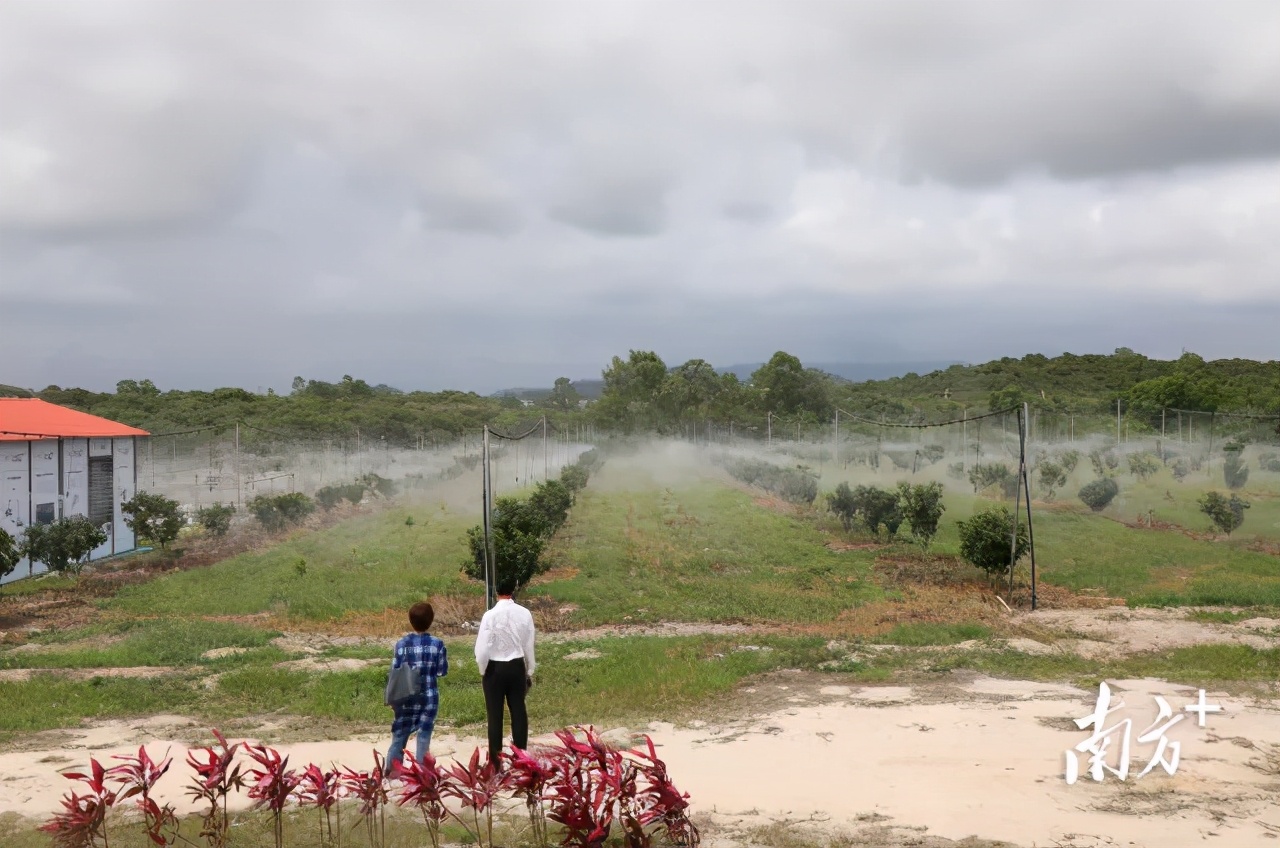 荔枝丰收季最新视频,荔枝丰收季广东