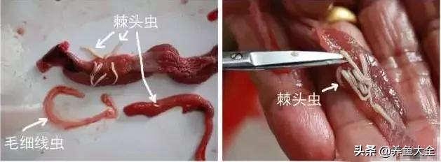 寄生虫多达6000条这种东西别乱吃,寄生虫的典型症状和表现