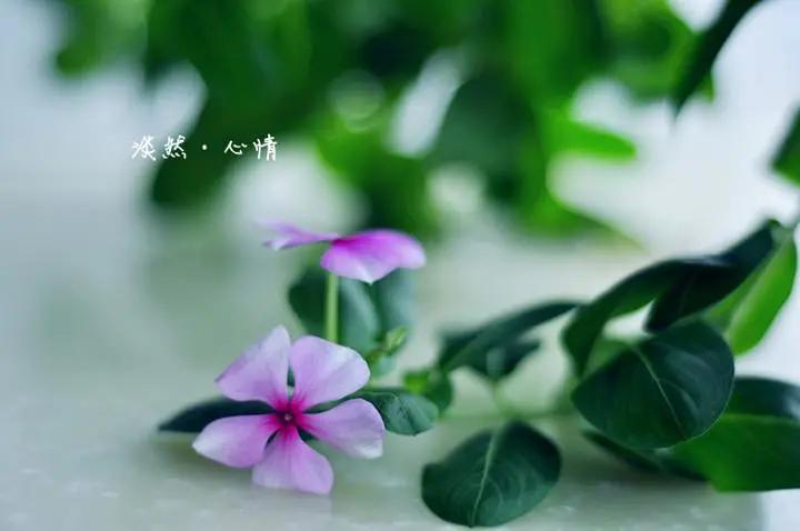 我终究只是个看客,我不只是一个看客