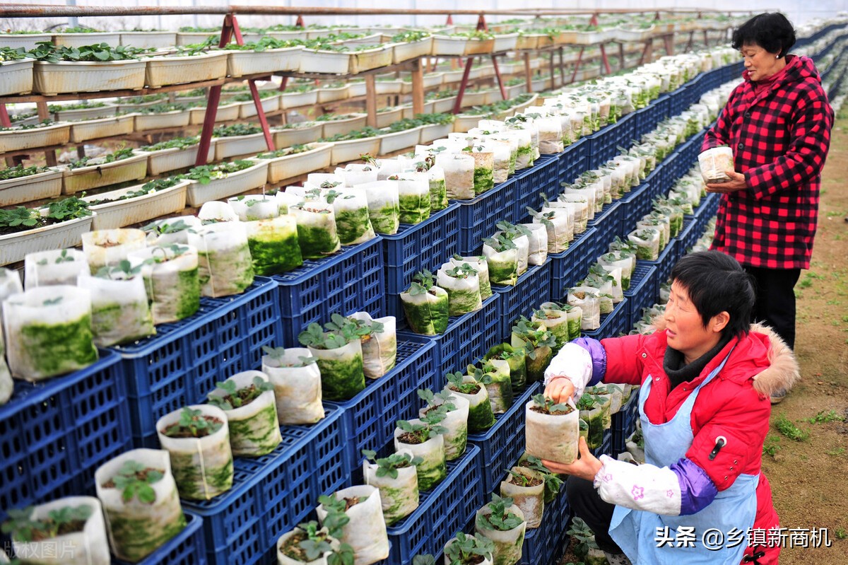 2022年农村创业的好项目推荐,最有潜力的8大农村创业项目推荐