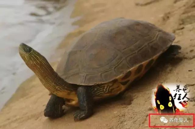 南石龟草龟花龟哪个体型大,草龟花龟珍珠龟哪个更好养