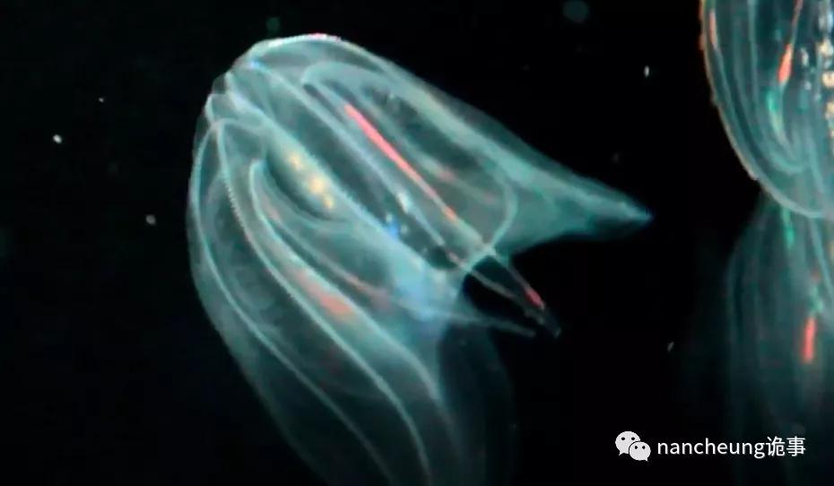 深海迷航第49天神秘生物,深海海底神秘的10种生物