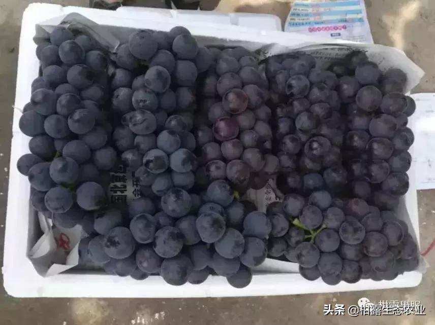 广西玉林生猪最新价格行情,广西农产品一周价格行情