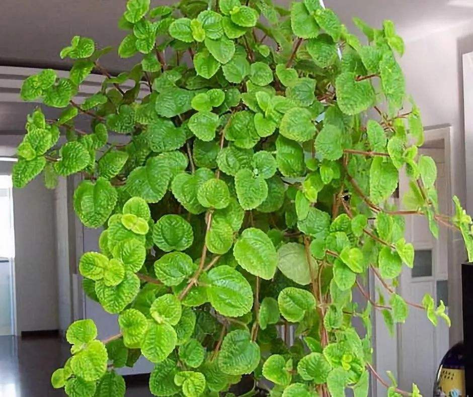 养什么花可以预防甲醛,能吸甲醛的花有哪些室内盆栽