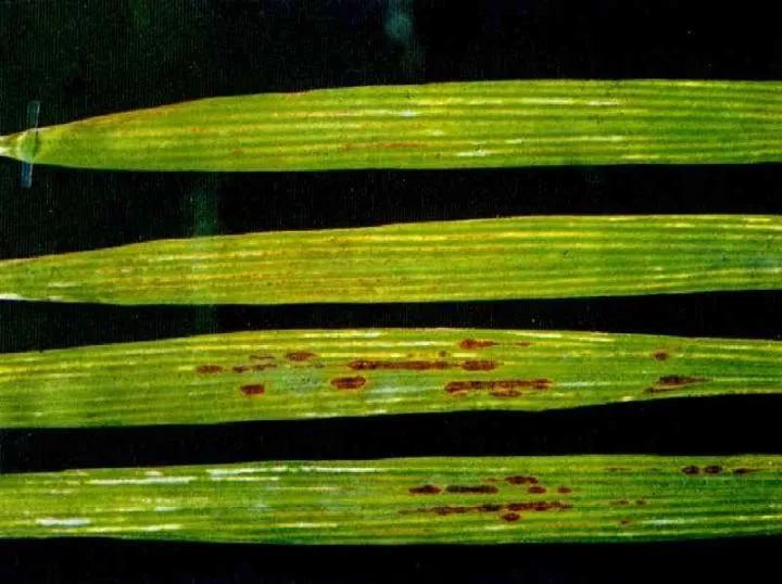 作物缺素原因及症状对照表收藏版,作物营养缺素诊断与科学施肥