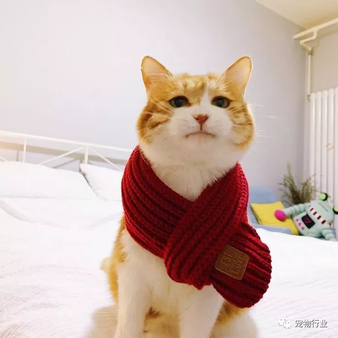 猫中枢神经受损恢复的10个征兆,猫神经受损怎么引起的呢怎么治疗