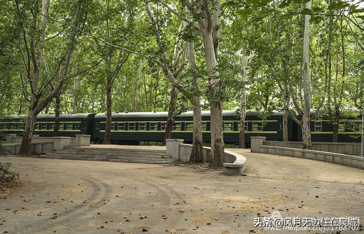 济南秋天的法国梧桐,济南一颗梧桐树