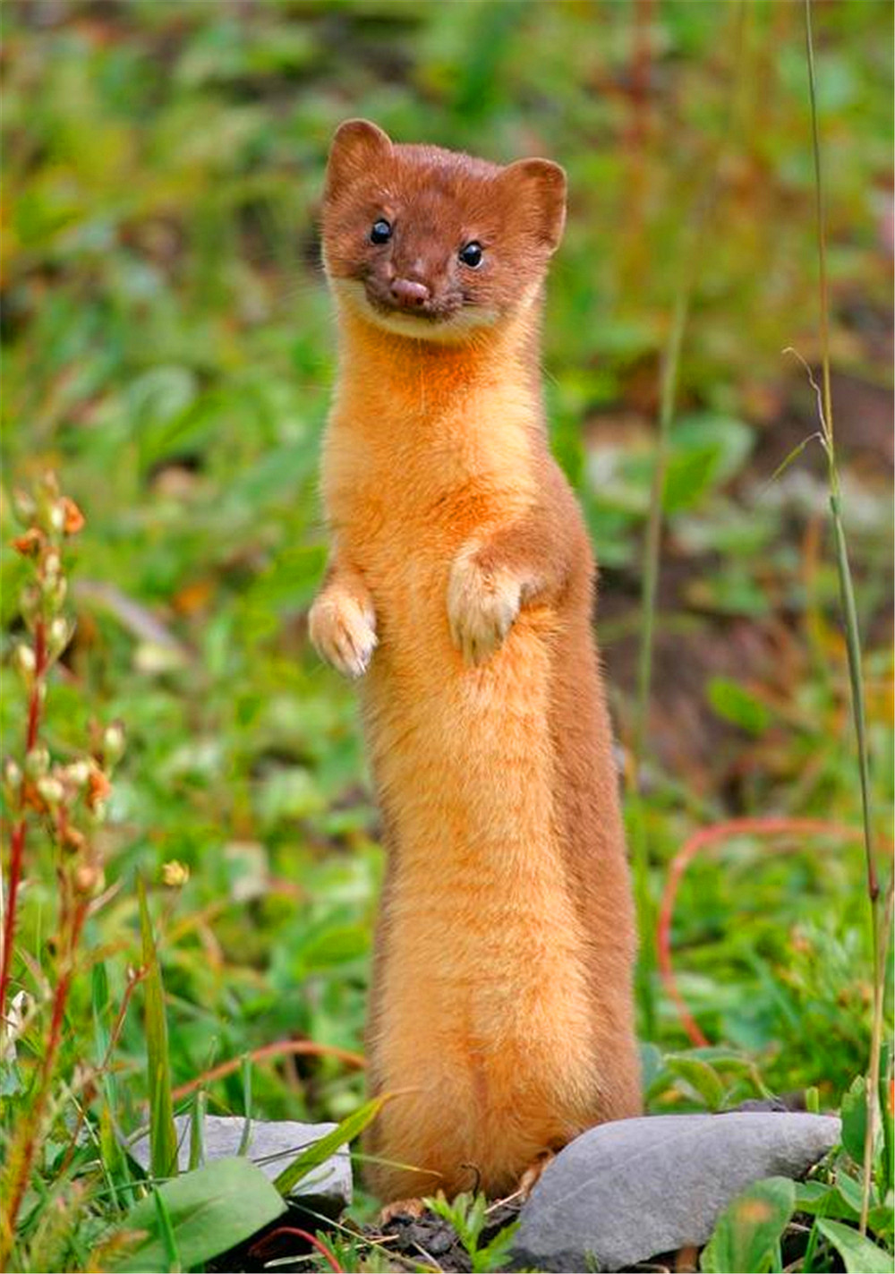 为什么长辈说黄鼠狼不能杀,黄鼠狼为什么不能杀科学依据