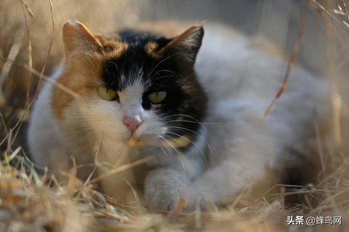 z卡口70-200f2.8尼康评测,尼康70200电磁炮镜头深度评测