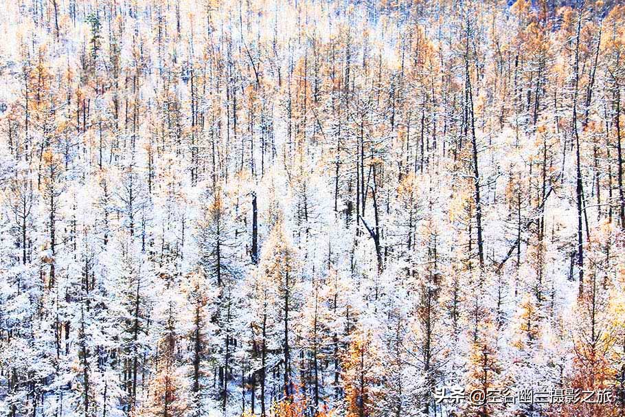 在莫尔道嘎,我遇见了最美的秋雪