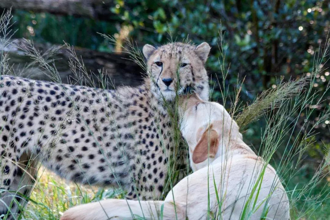 狗狗真是一种神奇的动物,狗狗是什么科的动物