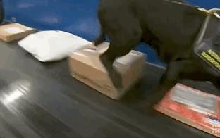 澳洲最新入境新规定官宣,澳洲入境被遣返流程