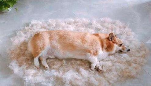 如何挑选颜值高的三色柯基,怎样挑选一个健康的柯基幼犬