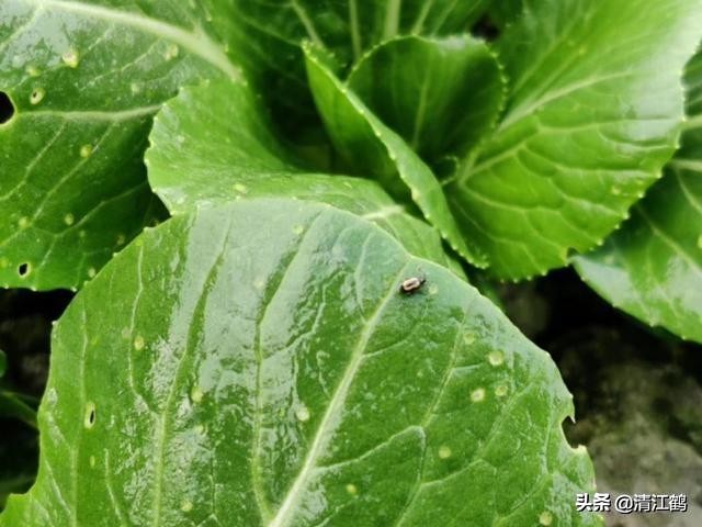 卖菜一斤利润不到一块能赚钱吗,菜农挣不挣钱