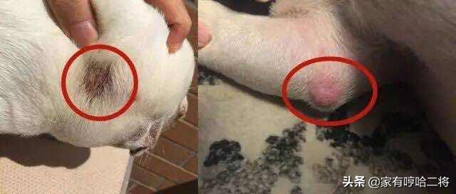 狗狗皮肤病真菌感染与湿疹的区别,怎么快速治疗狗狗皮肤病