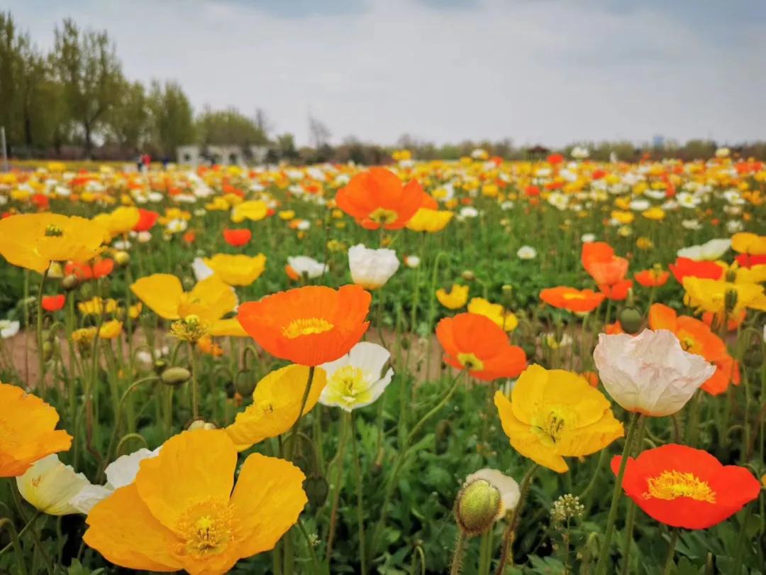 北京4月踏青的地方丰台区有哪些,丰台踏青好去处