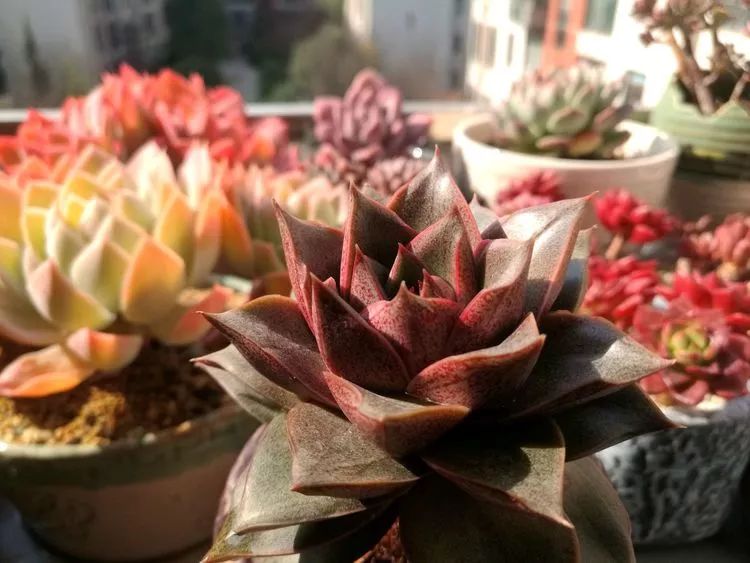 冬日暖阳邂逅最美的多肉,冬日暖阳和多肉暖了我的心