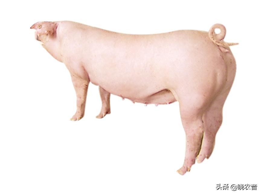 母猪有子宫内膜炎可以输精不,母猪子宫内膜炎的病因与防治措施