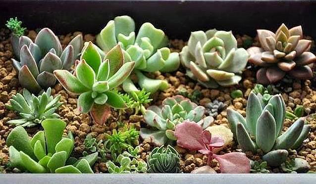 养花不捡垃圾是不可能的视频,养花没有蜂窝煤用什么代替比较好