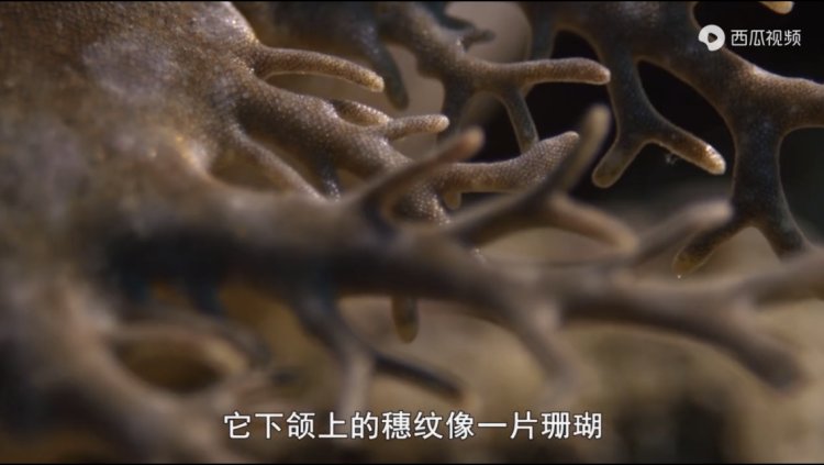 豆瓣9.3分纪录片美国,豆瓣9.8分的纪录片有哪些