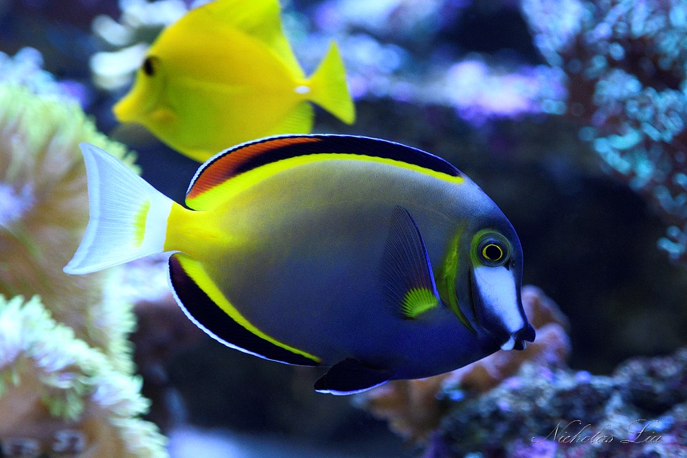 经典海水礁岩生态缸分享，180×120×60厘米三面观赏海缸