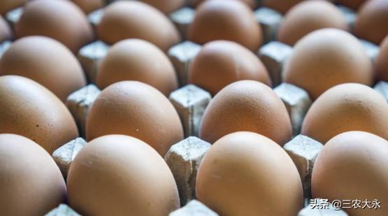 最简单孵化小鸡没有细沙,孵化小鸡教程不用孵化箱