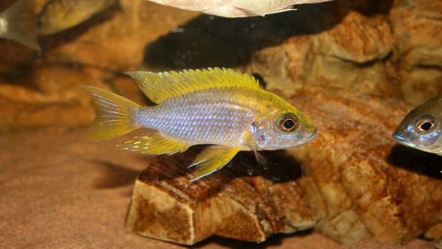 闈炴床鎱堥卜浠嬬粛,闈炴床鎱堥卜