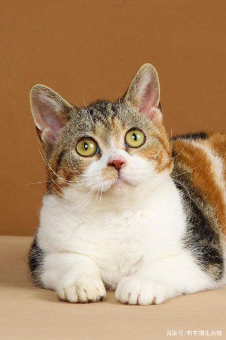 世界45种名犬图片大型犬,世界100种猫图片