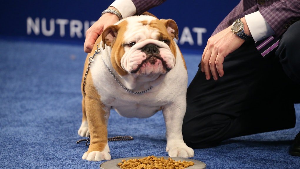 英国斗牛犬的优缺点,英国斗牛犬的优点和缺点