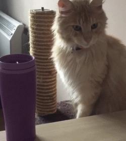 假期不在家猫怎么办,假期不出门的猫