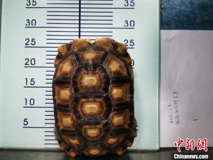 龟仙人被判刑了吗,浙江温岭野生动物案