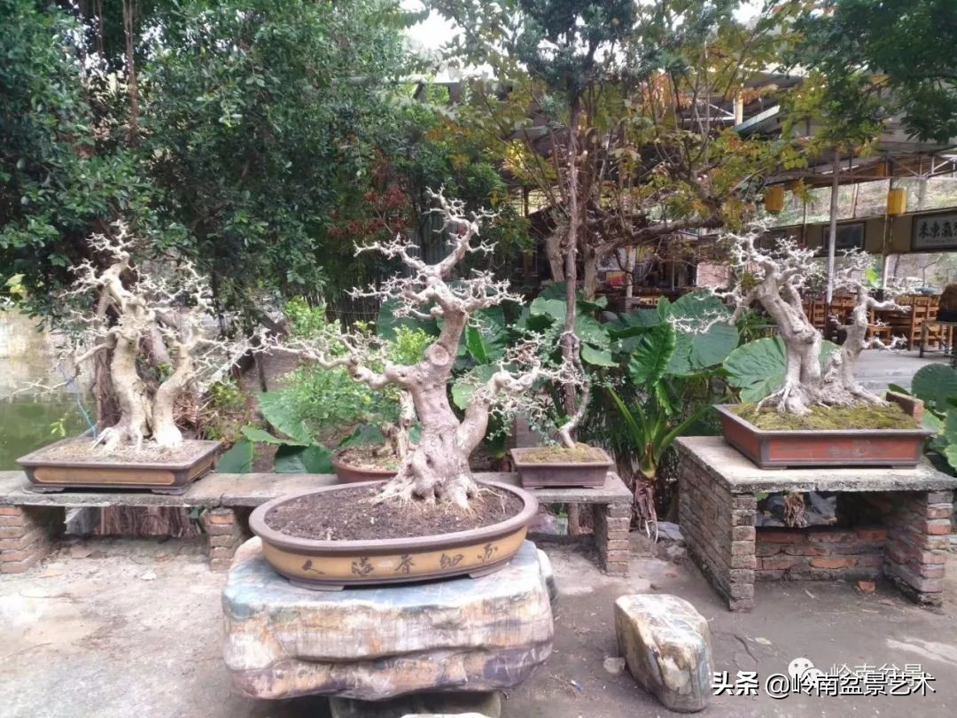 榆树盆景何时修剪最好,盆景怎样修剪最好看