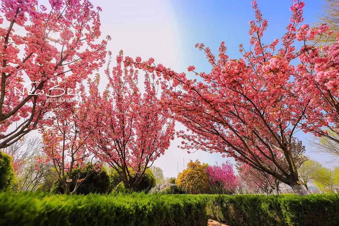 烟台张裕酒庄参观推荐,烟台打卡网红景点月亮湾