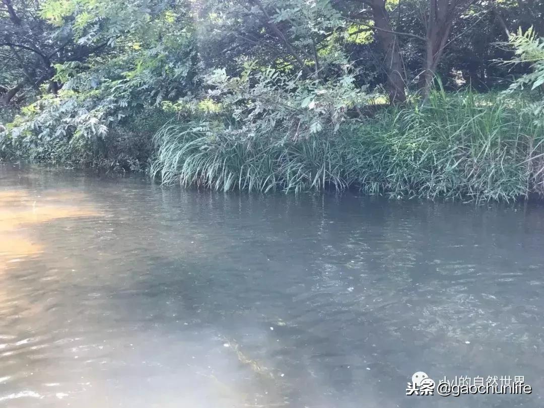 大草龟和小草龟谁好养,变异草龟和草龟的区别