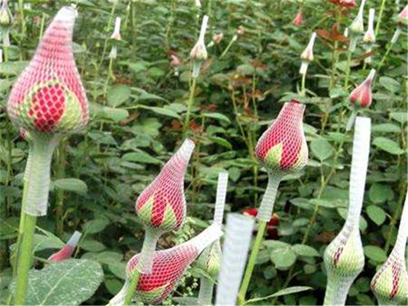 玫瑰种子播种时间几月份最佳,玫瑰种子应该如何处理