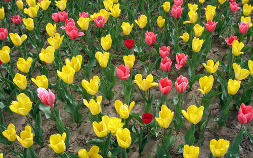 多年生好养的花球推荐,好看又好养的绣球花