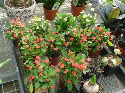 虎刺梅适合深盆还是浅点的盆栽种,虎刺梅怎么养到爆花