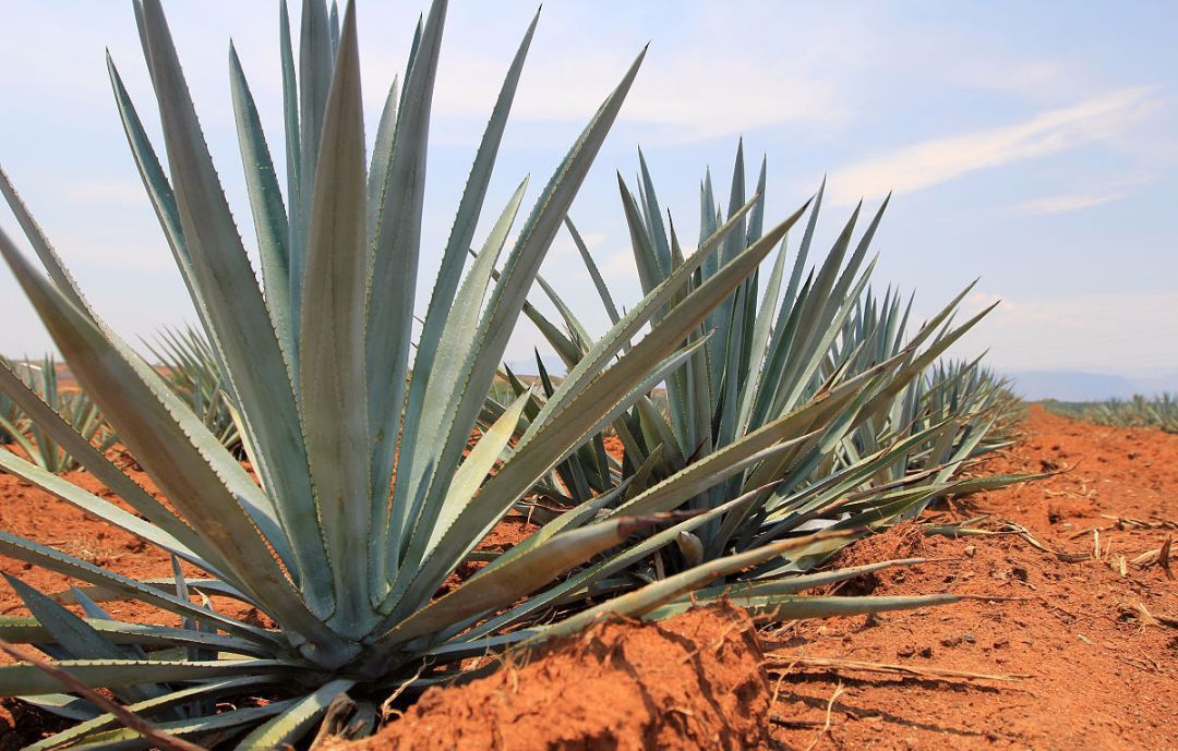 100种常见观叶植物图鉴史上最全,农村常见的100种植物