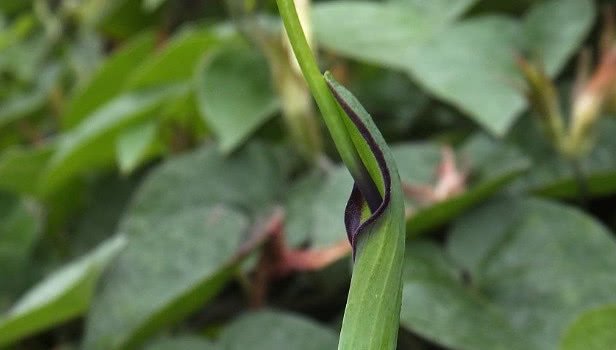 农村十大野生植物,小时候农村的冷门野生植物